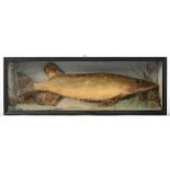 A reproduction cased pike:, naturally set, 19 x 55 x 11cm.