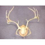 A pair of 12 point stag's antlers:, on a mahogany shield plinth, 80cm wide.