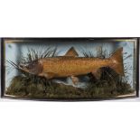 A cased preserved Bull Trout by J Cooper & Sons 28 Radnor Street, London:,