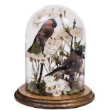 (Pyrrhula Pyrrhula) - a pair of bullfinches under glass dome:- 27cm high (Ex aviary birds).