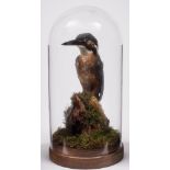 (Alcedo Atthis) - kingfisher under glass dome - 20cm high.