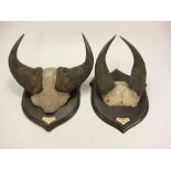 Two pairs of mounted buffalo horns by Rowland Ward,London:,