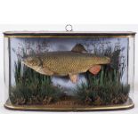 A cased preserved Chub:, unsigned,