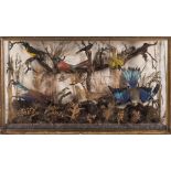 An early 20th century library display case of taxidermy birds:, including Roller and other species,