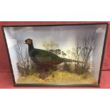 A cased taxidermy of a Melanistic Pheasant with foliage by Naturalist Richard Brigham, Norwich.