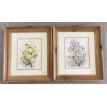 2 framed and glazed watercolours of daisies and buttercups by Cherry Webb in modern pine frames.