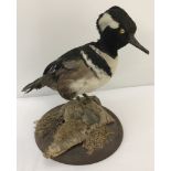 A vintage taxidermy of a Hooded Merganser duck stood mounted onto a circular wooden base.