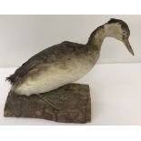 A vintage taxidermy of a water bird with webbed feet and pointed beak.