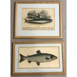 A framed and glazed hand coloured engraving of a Mackerel.