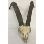 A vintage goat skull with horns.