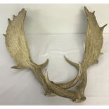 A pair of Fallow Buck matched shed antlers.