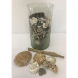 A modern design glass vase full of seashells and drift wood.