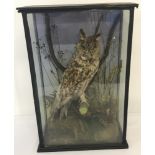 A vintage glass cased taxidermy of a long eared owl.