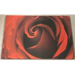 A canvas print of a red rose.