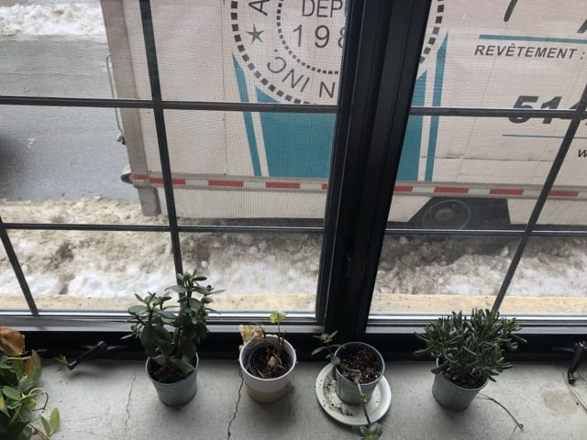 LOT: (6) Plants - Image 2 of 3