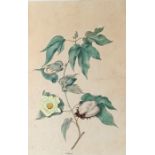 Early 19th Century watercolour of a cotton plant, 28cm x 43cm