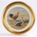 19th Century British school, Chickens and rooster, unsigned watercolour, 24cm x 24cm