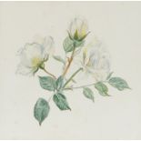 Study of white roses, watercolour, indistinctly initialled, housed in a gilt glazed frame, the