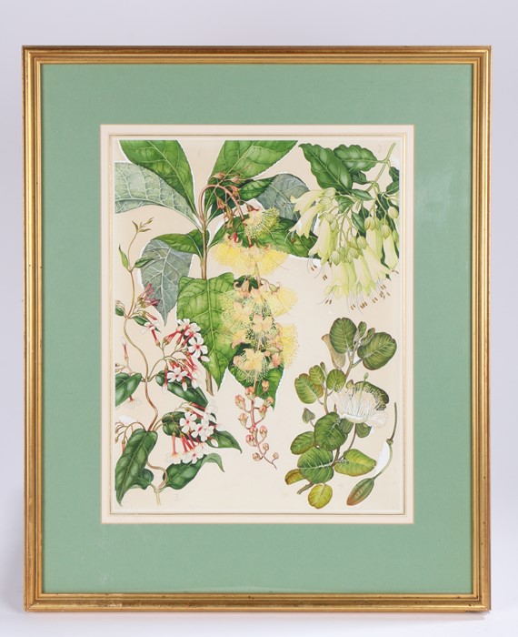 Four floral studies, watercolour and body colour, housed in a gilt frame, the watercolour 33.5cm x - Image 2 of 2