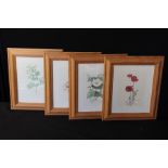 Four framed prints of wildflowers, (4)