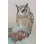 David Ord Kerr (B1951), "Scops Owl", signed watercolour, housed in a gilt glazed frame, the