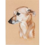 Unsigned, head of an Italian greyhound, watercolour on coloured paper, housed in a limed and gilt