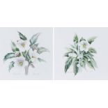 Pamela Jackson, "Helleborus Niger", pair of signed and titled watercolours, housed in glazed limed