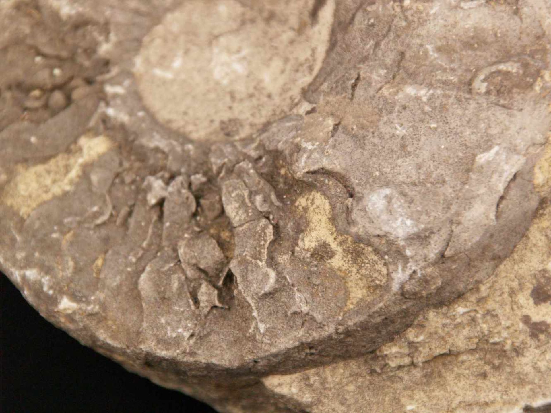 Fossile Versteinerung Ammonit - ca. 120 Millionen Jahre alt,ca.12x16,5cmFossil Petrification - Bild 3 aus 6