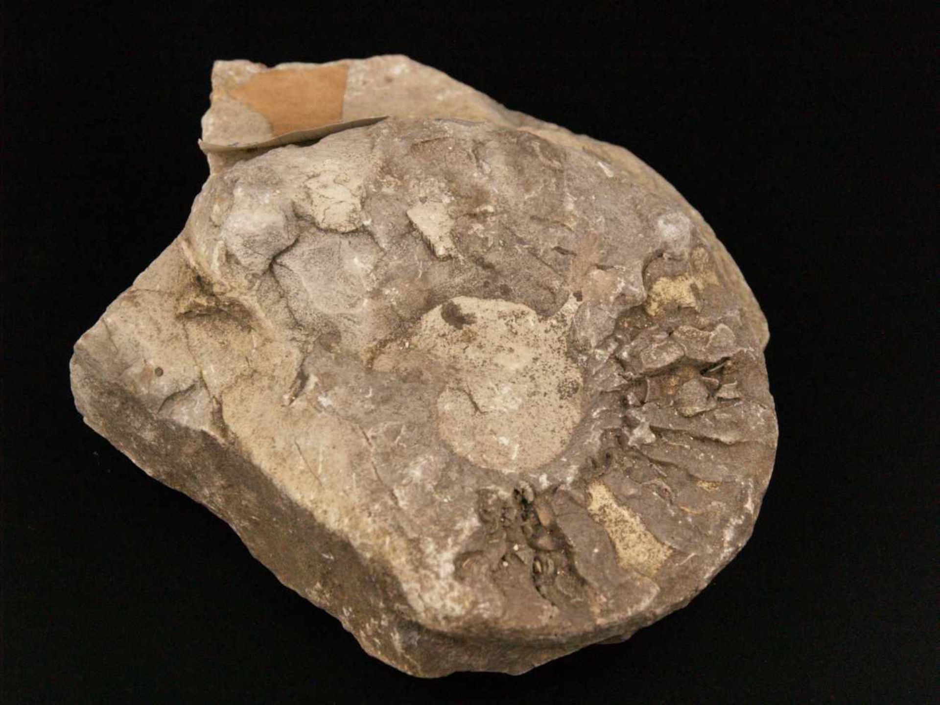 Fossile Versteinerung Ammonit - ca. 120 Millionen Jahre alt,ca.12x16,5cmFossil Petrification