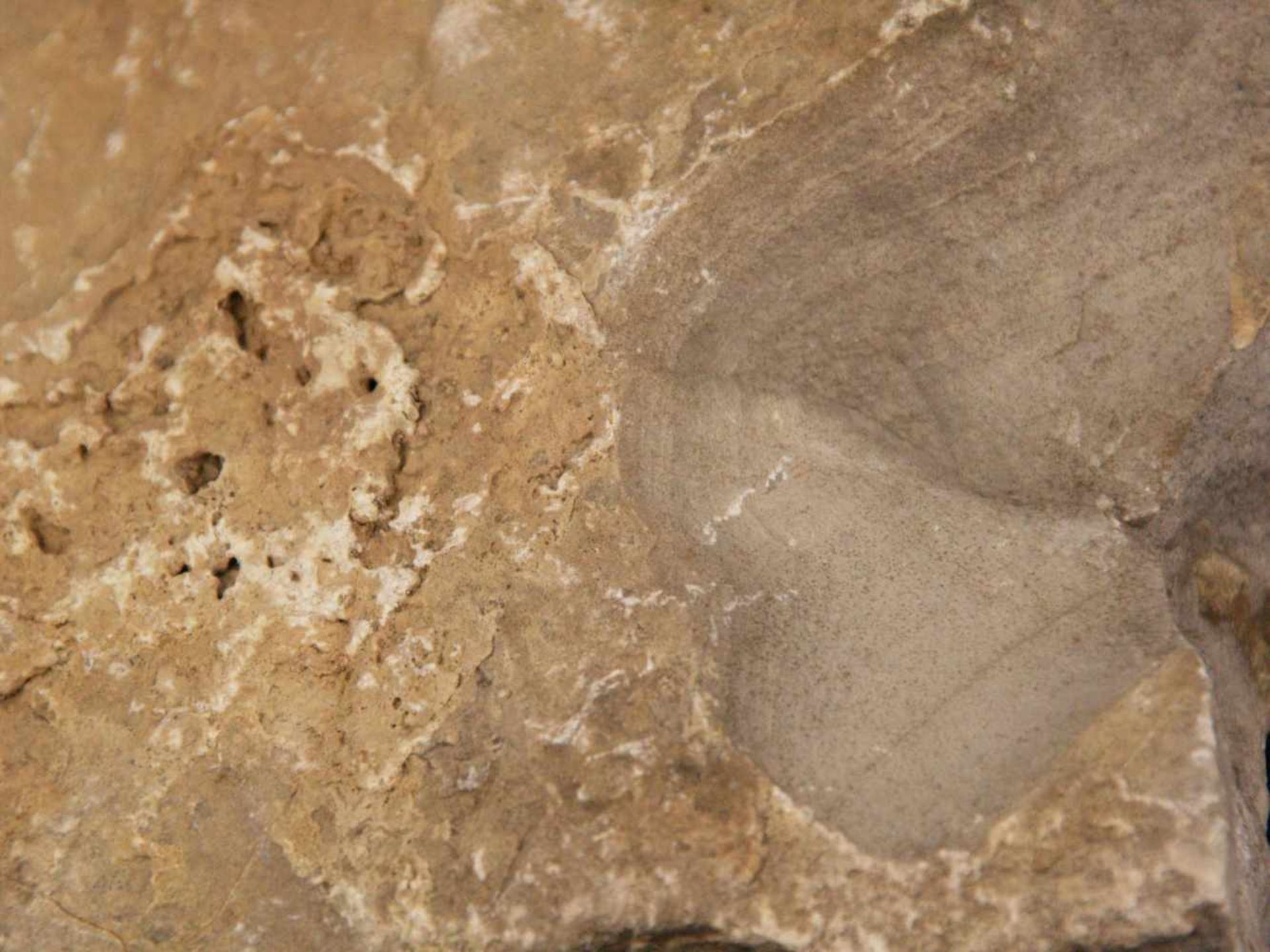 Fossile Versteinerung Ammonit - ca. 120 Millionen Jahre alt,ca.12x16,5cmFossil Petrification - Bild 6 aus 6