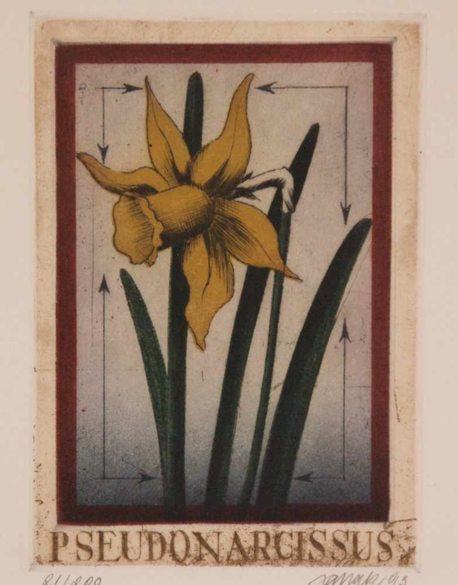 Janak, Alois (tschechischer Künstler geb. 1924 Schönpriesen) - 2 Farbradierungen: Blumen,in Blei - Bild 3 aus 4