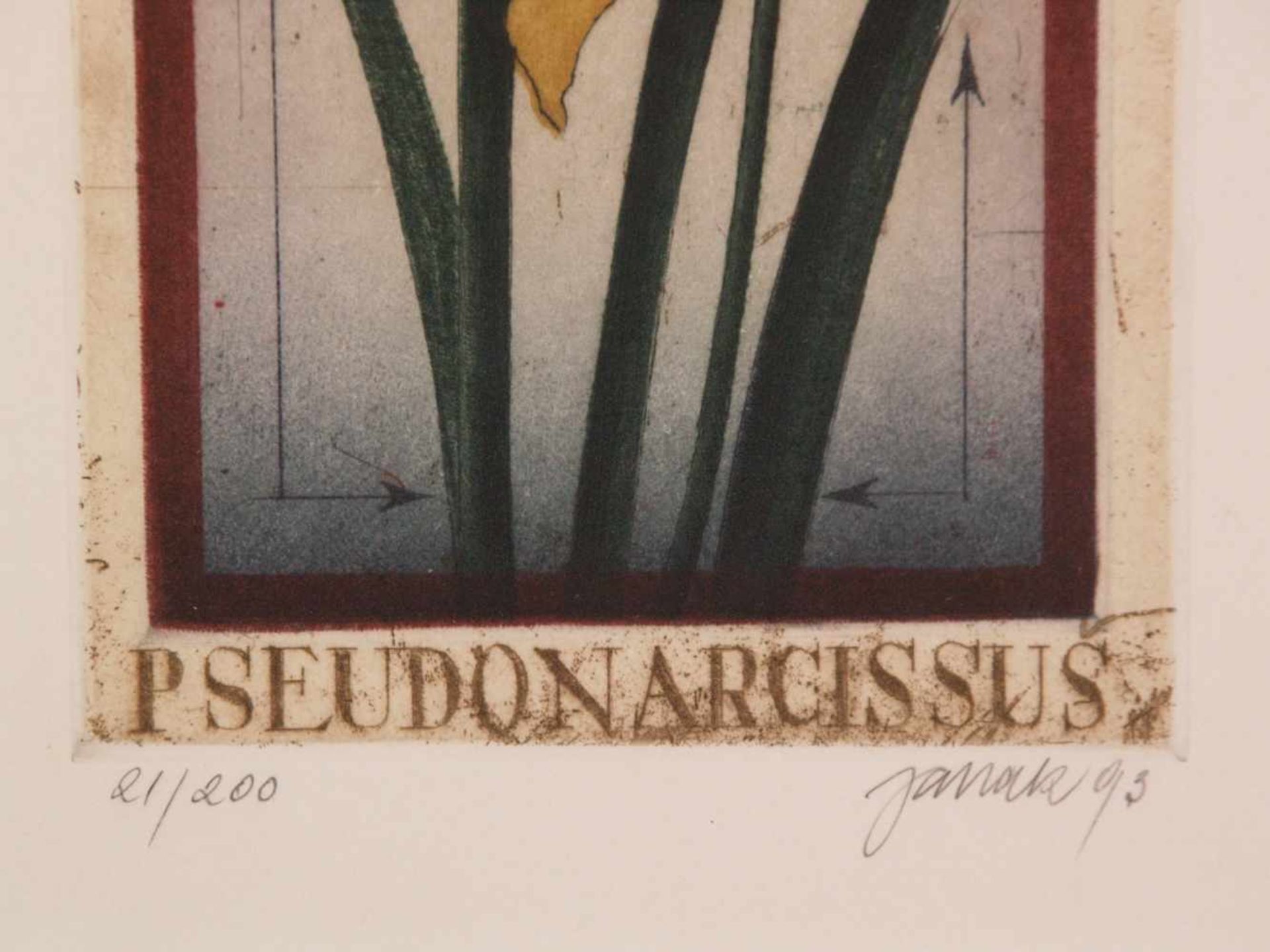 Janak, Alois (tschechischer Künstler geb. 1924 Schönpriesen) - 2 Farbradierungen: Blumen,in Blei - Bild 4 aus 4