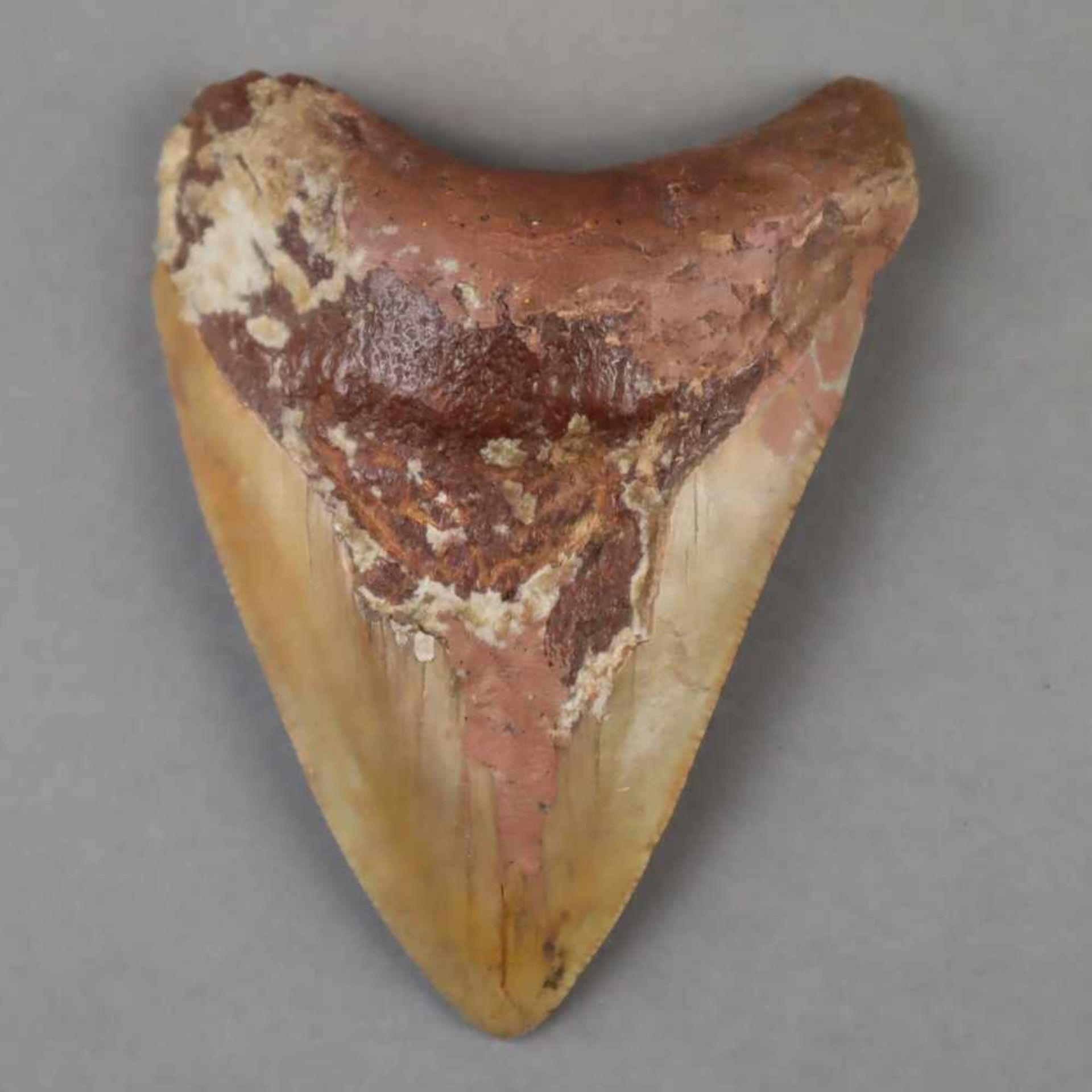 Fossiler Haifischzahn - vermutlich Carcharocles megalodon, ca.8,5 x (bis)6,5cm, Altersspuren- - -