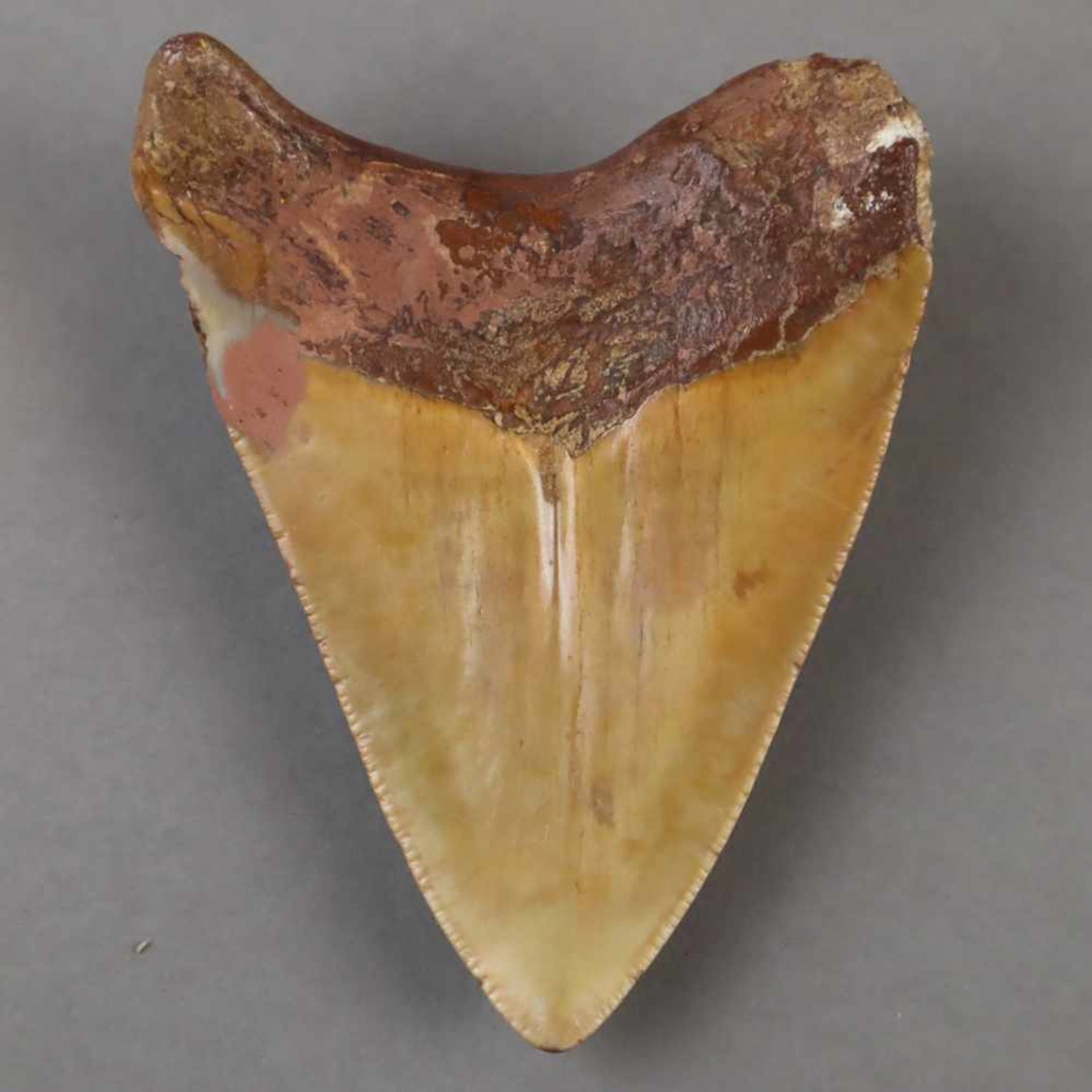 Fossiler Haifischzahn - vermutlich Carcharocles megalodon, ca.8,5 x (bis)6,5cm, Altersspuren- - - - Bild 2 aus 2