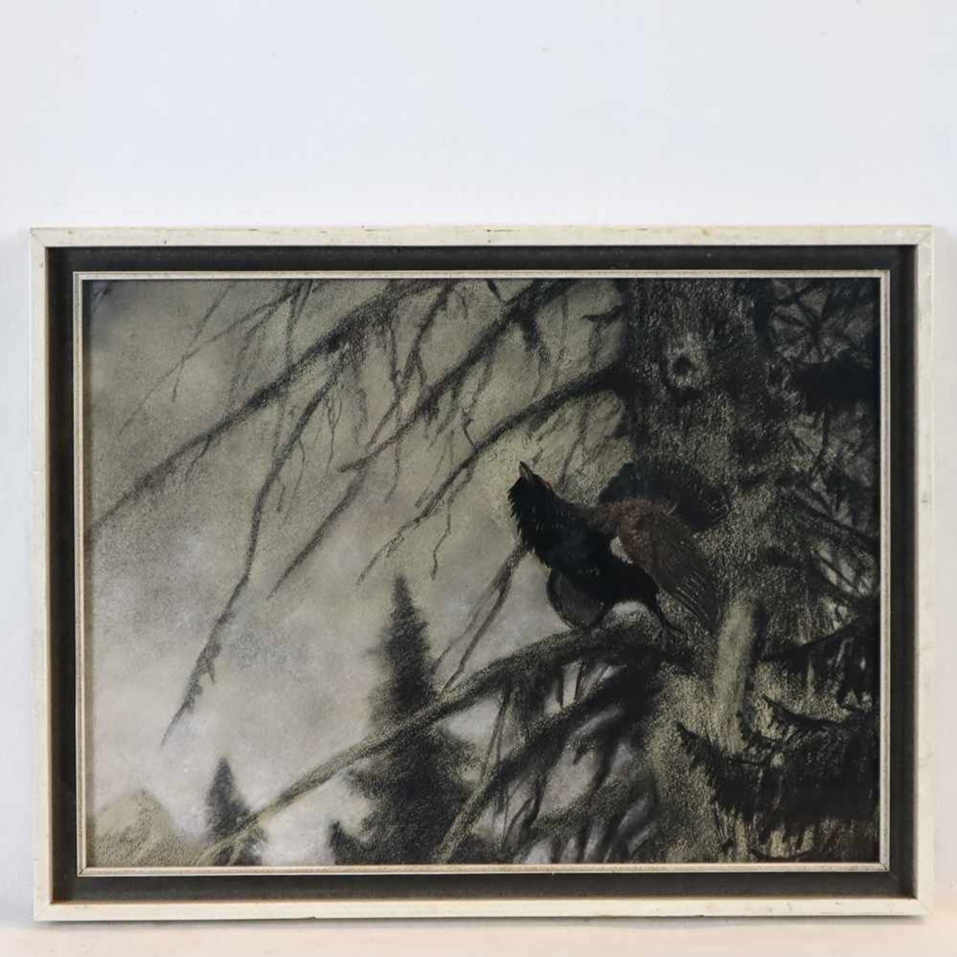 Achleitner, Adolf (1867 -?) - Auerhahn im Wald, Kohlezeichnung, verso: signiert und bezeichnet,