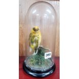 STUFFED BIRD UNDER GLASS DOME