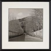 The Tree-lined road to Sa'adabad Palace, original photograph [Iran, Sa'adabad, c. 1960]