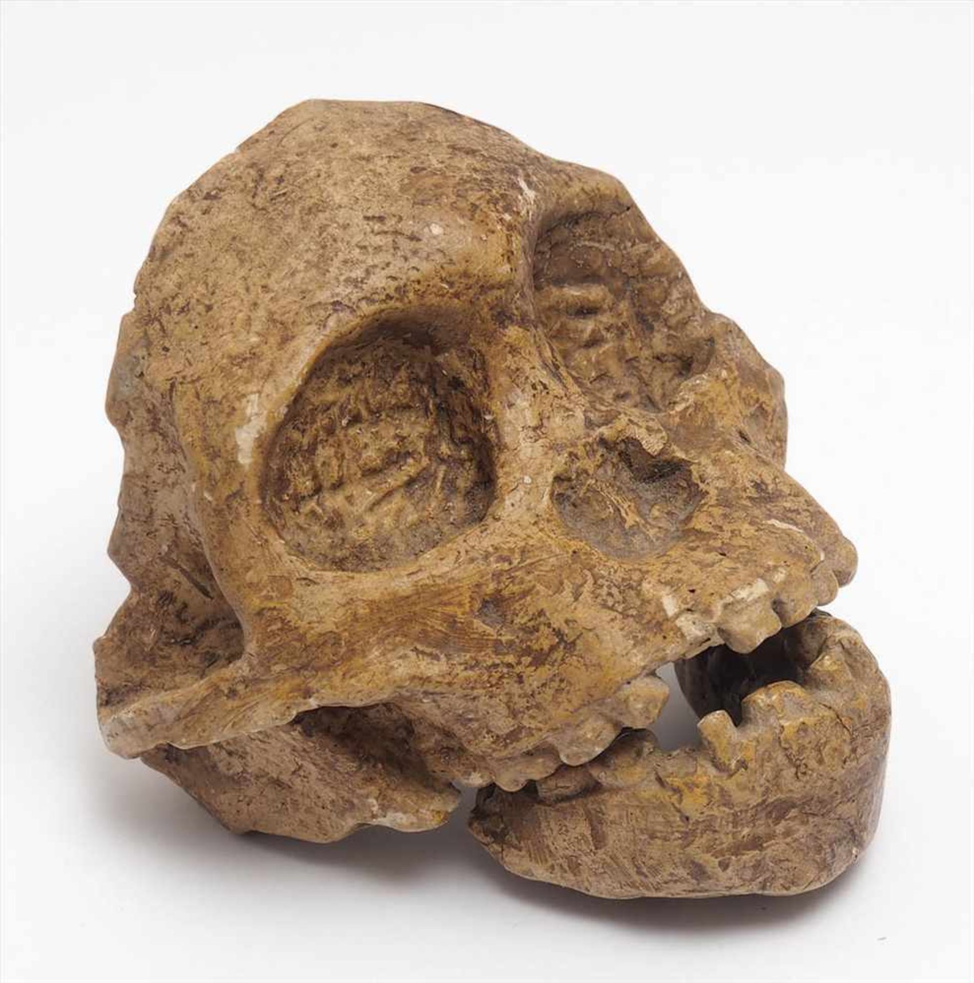 MuseumsreplikAbguss des Australopithecus (Kind von Taung). H.10cm.