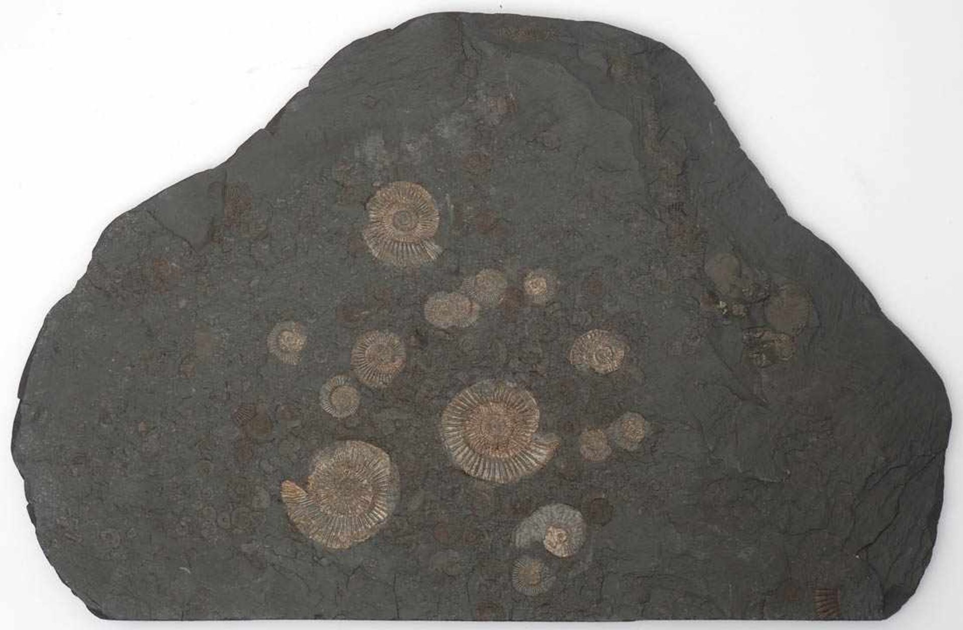 Ölschieferplatte mit AmmonitenFundort Holzmaden, präpariert. Mit Begleitschreiben. L.50cm.