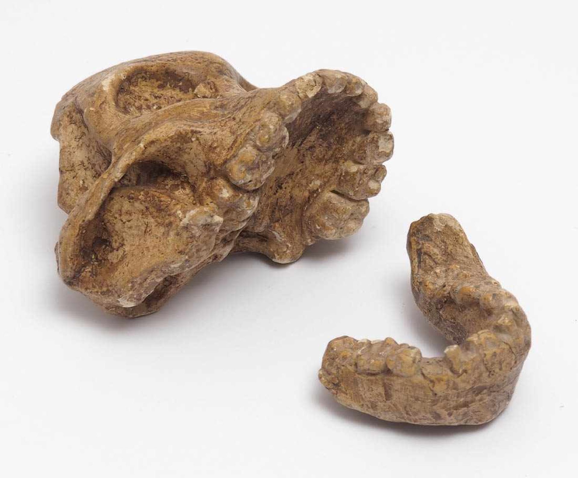 MuseumsreplikAbguss des Australopithecus (Kind von Taung). H.10cm. - Bild 2 aus 2