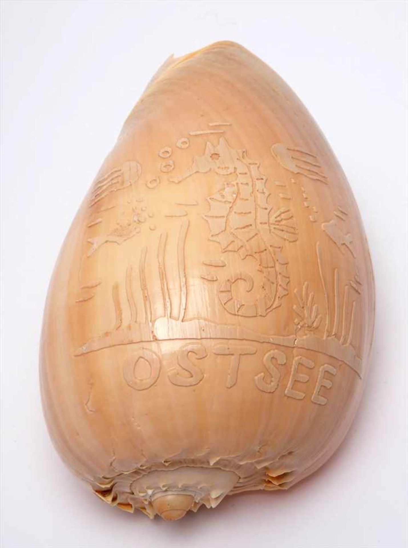 Muschelschnitzerei, deutschMit eingeschnittenen Meerestieren und der Beschriftung "Ostsee". H.16cm.