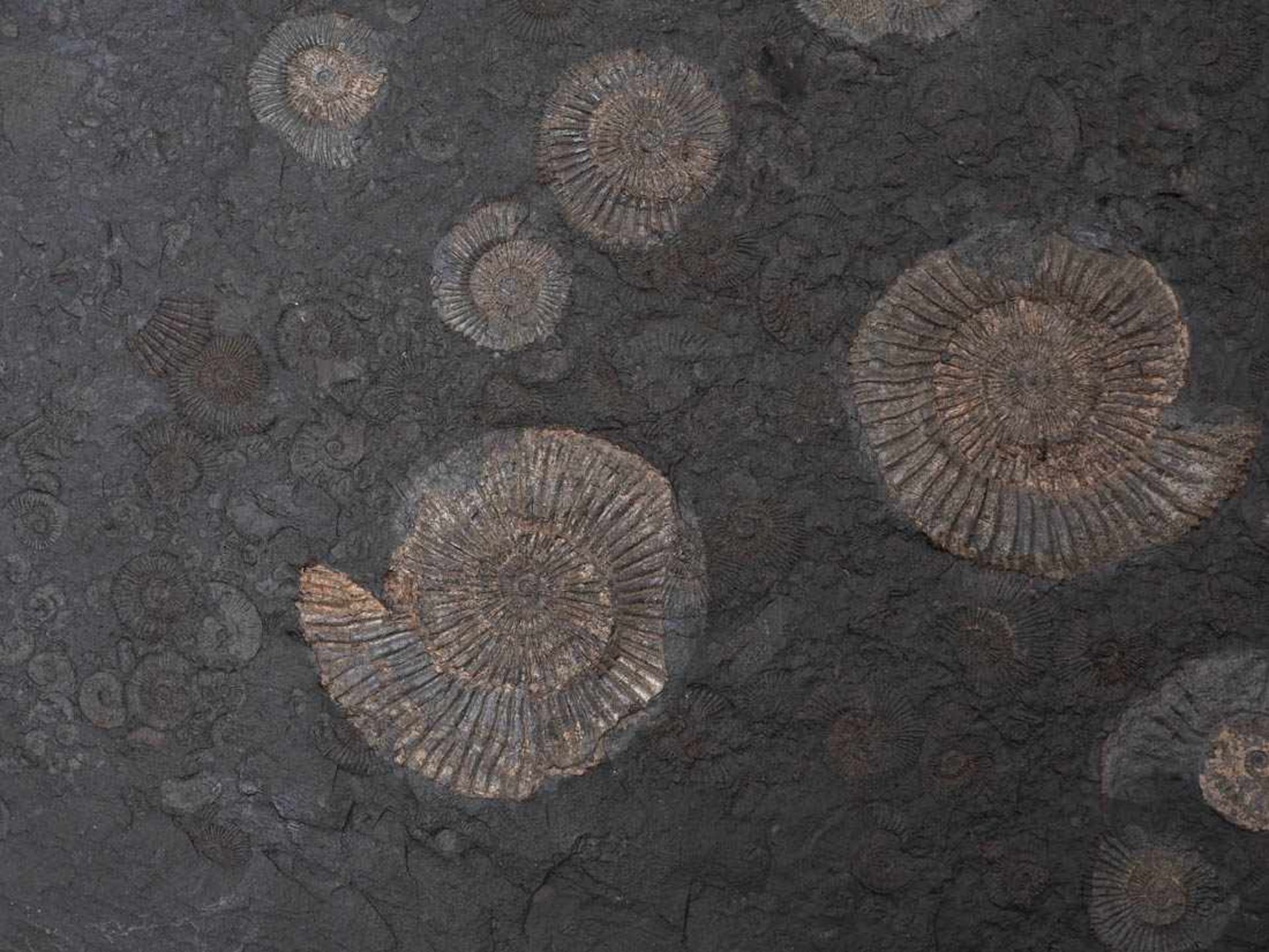 Ölschieferplatte mit AmmonitenFundort Holzmaden, präpariert. Mit Begleitschreiben. L.50cm. - Bild 3 aus 3