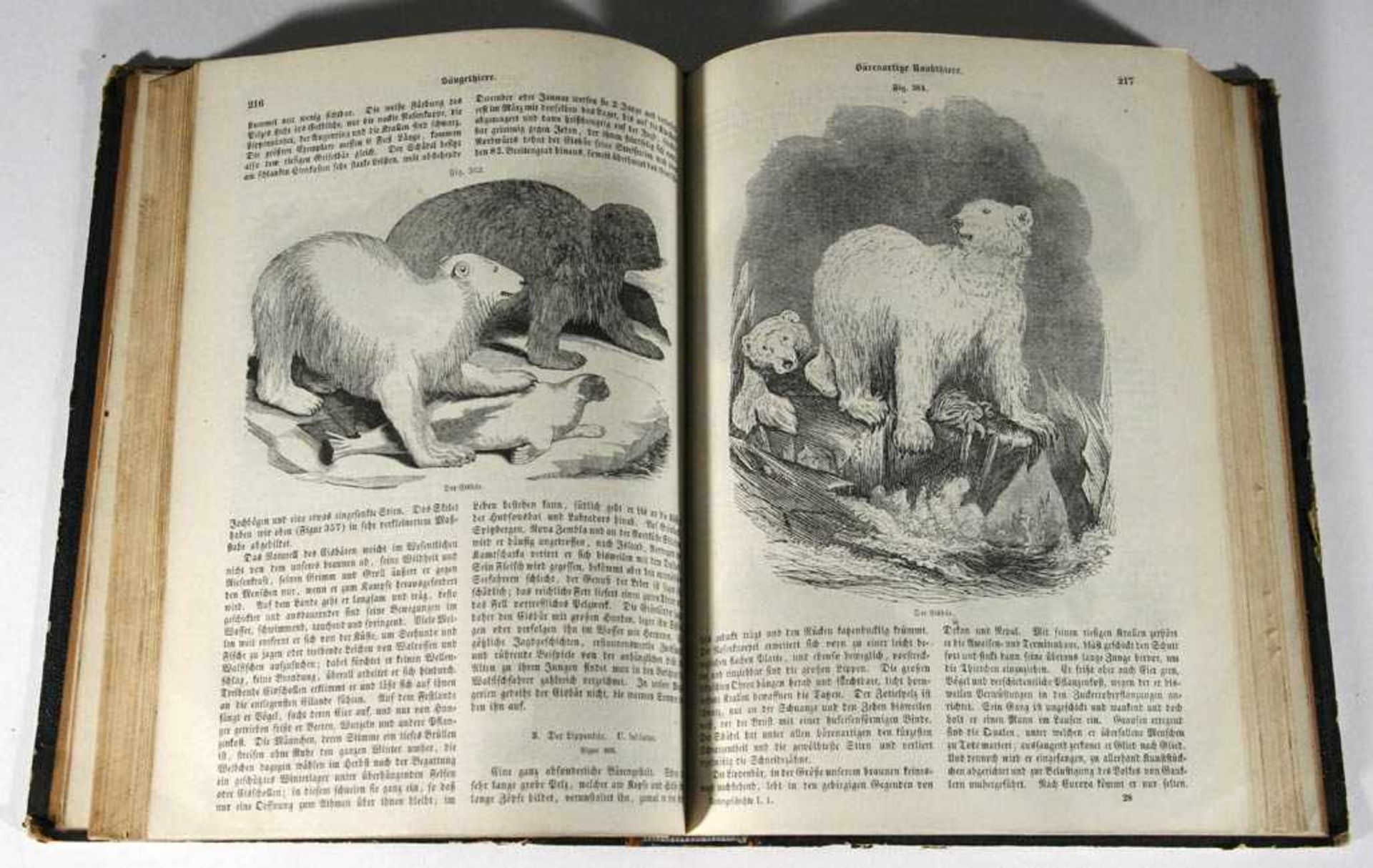 Giebel, C.G.Die Naturgeschichte des Thierreichs, 4 Bde., Wigand, Leipzig, 1859. Mit zahlreichen - Bild 2 aus 2