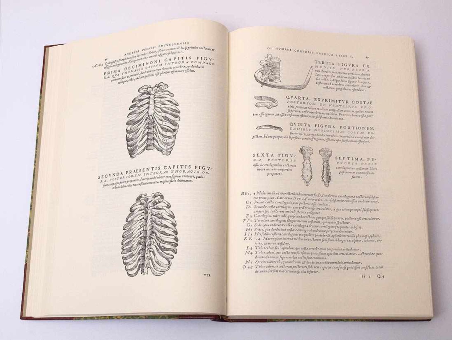 Vesalius, Andreas: De humani corporis fabrica libri septemFaksimile der Ausgabe Basel 1543 und - Bild 7 aus 11