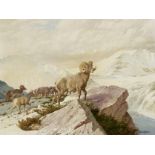 John Ford Clymer (1907-1989) Big Horn Sheep 30 x 40in