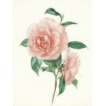 BOTANICAL WATERCOLOURS SMITH (EDWARD DALTON) A watercolour of a pink Camellia, signed in pencil o...