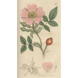 SOWERBY (JAMES) English Botany; or, Coloured Figures of British Plants, 36 vol, for the Author by...