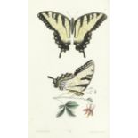 SAY (THOMAS) American Entomology, or Descriptions of the Insects of North America, 3 vol., FIRST ...