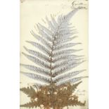 NEW ZEALAND FERNS Album of mounted New Zealand ferns, [nineteenth century]
