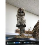 Antique taxidermy owl